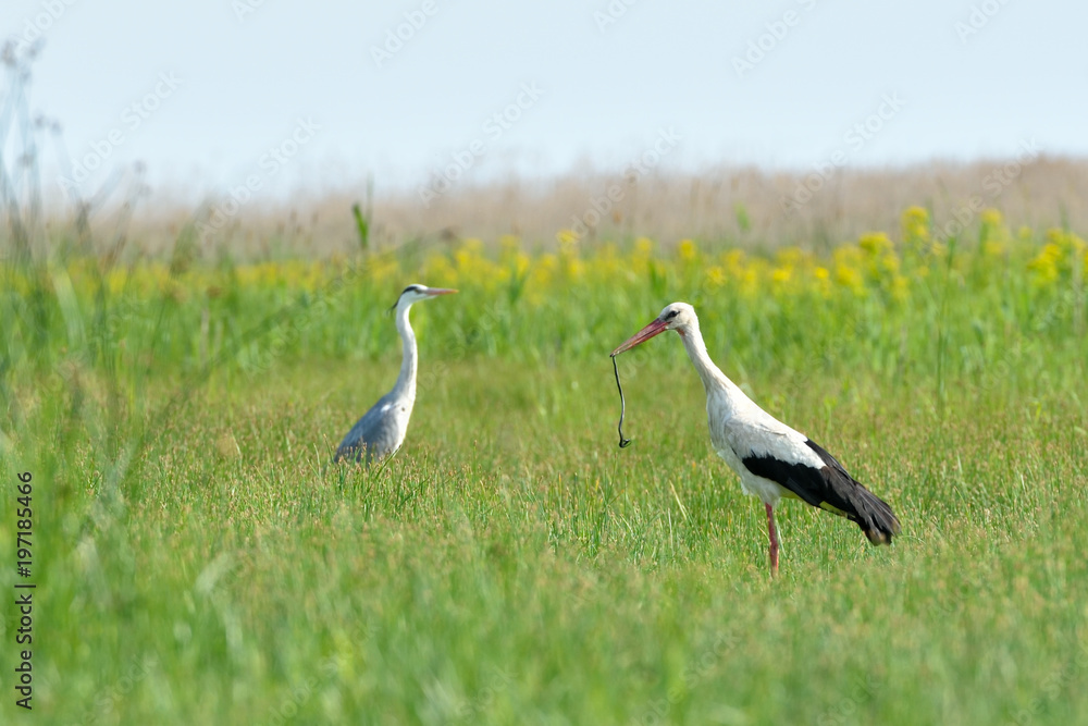 White Stork With a Snake in Beak White Stork With a Snake in Beak