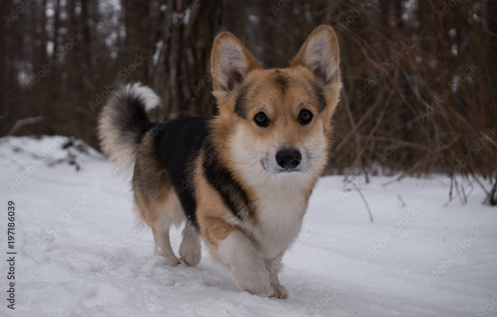 Dog Welsh Corgi Pembroke on a walk in a beautiful winter forest. Dog Welsh Corgi Pembroke on a walk in a beautiful winter forest.