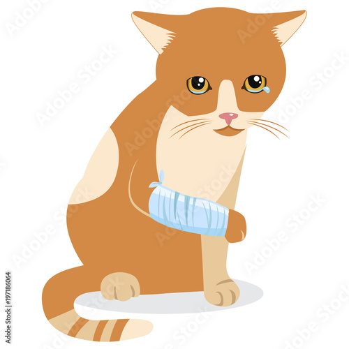 Cry Cat With Splinting Leg. Sad Crying Cat Cartoon Vector Illustration. Emotional Catty Face. Tears Of Despair. Kitten Wants To Come In. Sadness Life.