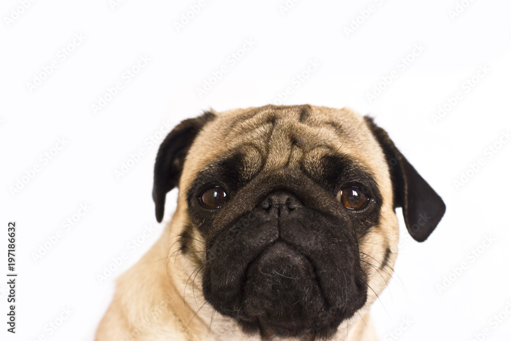 The pug dog sits and looks directly into the camera. Sad big eyes. The pug dog sits and looks directly into the camera. Sad big eyes.