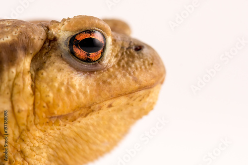 Frog isolated on white background with space for text © charlymorlock