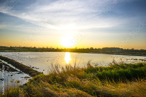 sunset over rice field © golfloiloi