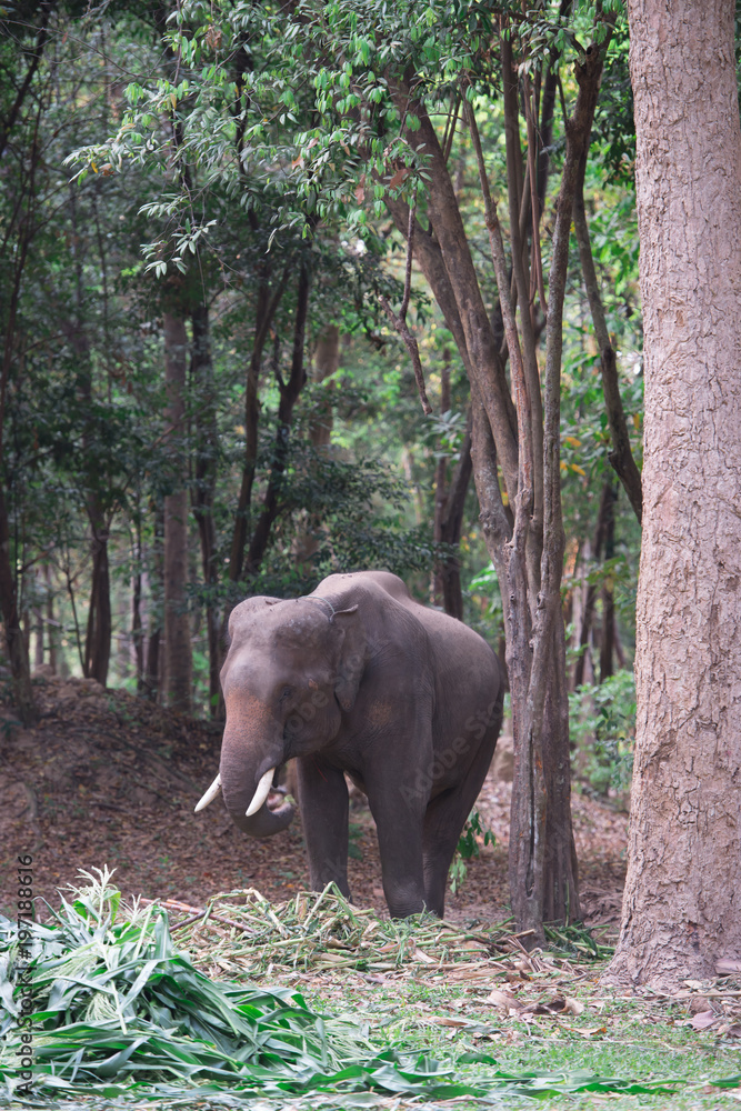 Fototapeta premium elephant eating corn tree