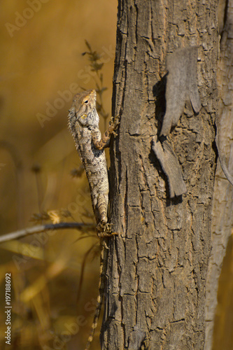 Oriental Garden Lizard, Calotes versicolor on a tree trunk at Sagareshwar wildlife sanctuary, Sangli, Maharashtra