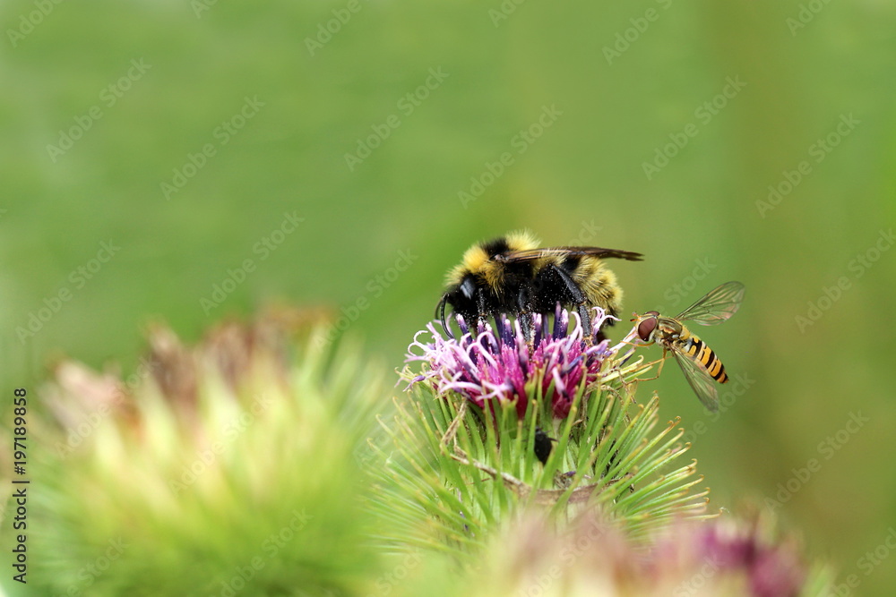 Hummel und Schwebfliege auf einer Distel Hummel und Schwebfliege auf einer Distel