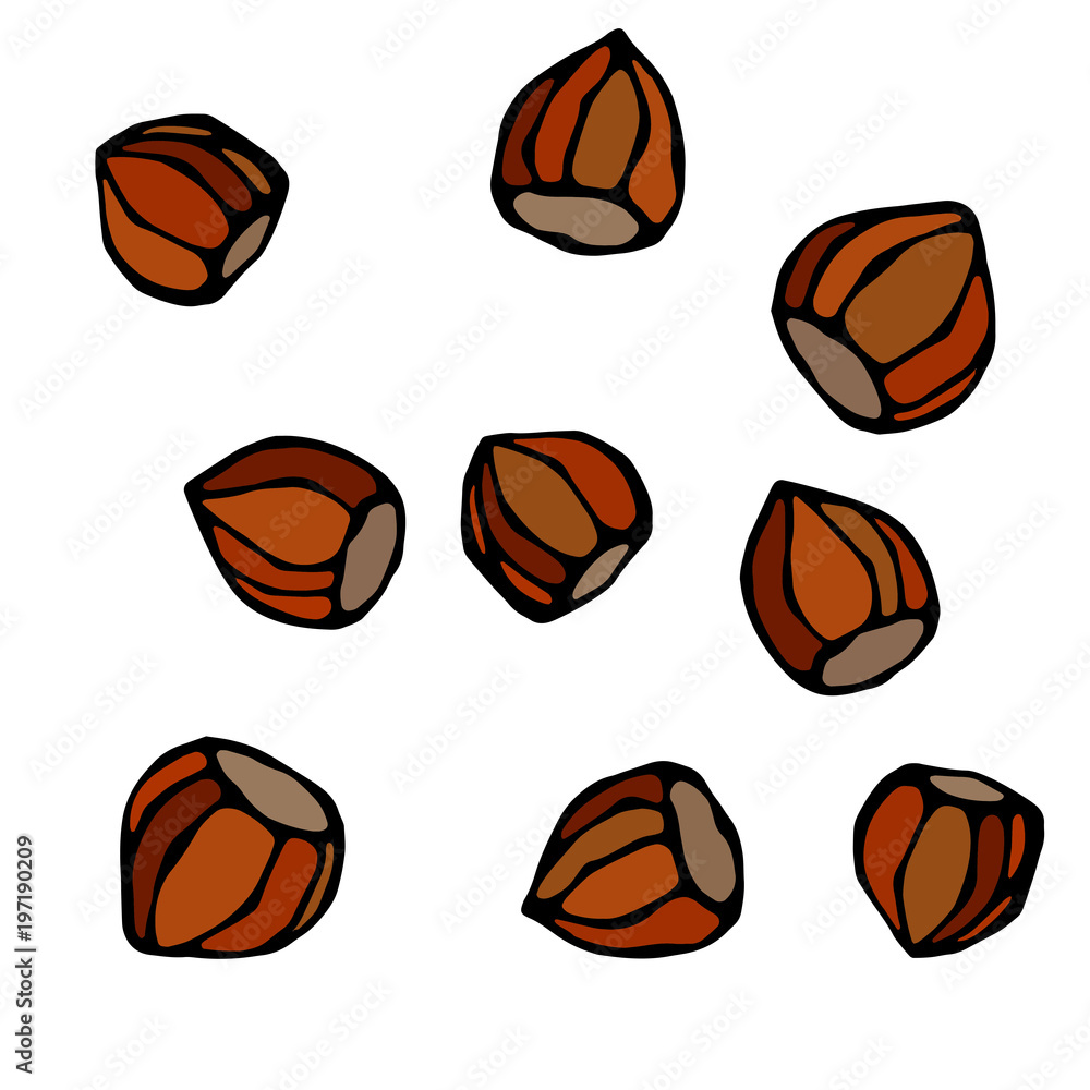 Whole Unpeeled Hazelnuts in Shell. Healthy Snack. Fresh Farm Harvest Product. Vegetarian Food. Realistic Hand Drawn Illustration. Savoyar Doodle Style.
