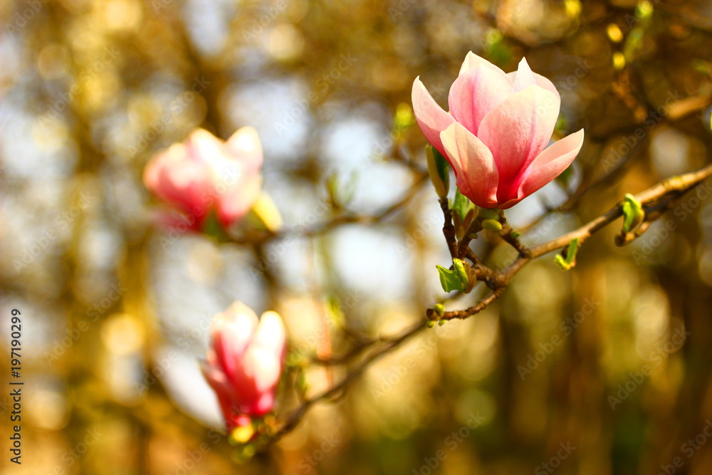 Pink magnolia blossom in spring Pink magnolia blossom in spring