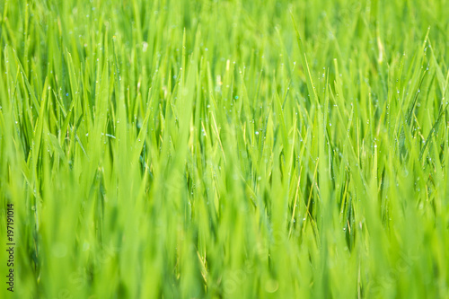 Green grass, close-up, Rice Field