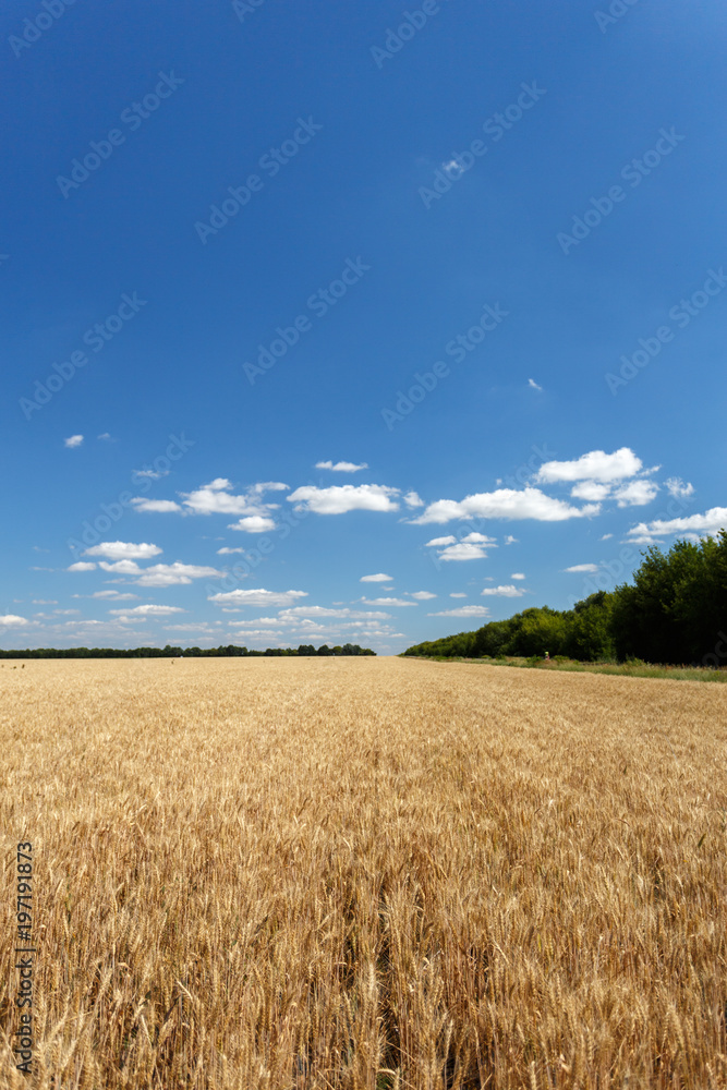 Wheat field near the road