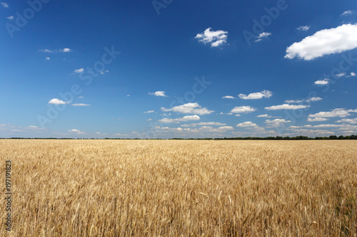 Golden wheat field under blue sky