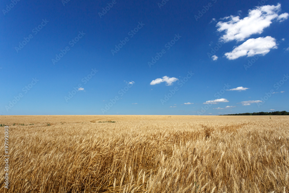 Golden wheat field under blue sky Golden wheat field under blue sky
