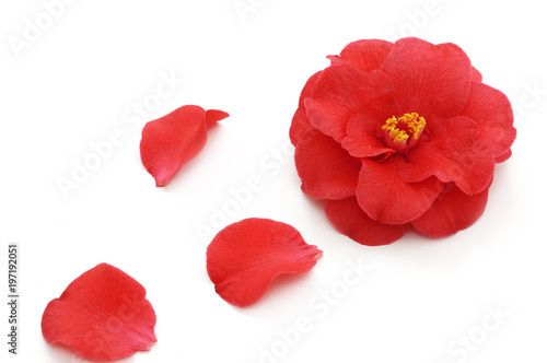 Photographie flowers of camellia on a white background