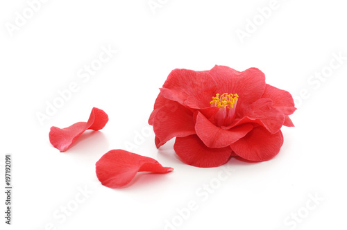 Fotomurale flowers of camellia on a white background