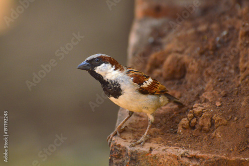 House Sparrow or Passer domesticus near Sangli, Maharashtra photo