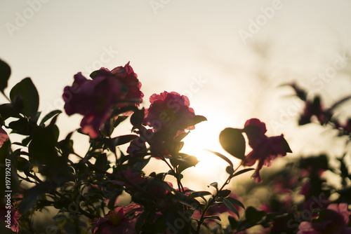 Wallpaper Mural 제주도 카멜리아힐 Torontodigital.ca