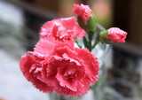Beautiful carnation flower in the glass