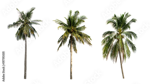 collection three coconut the garden isolated on white background