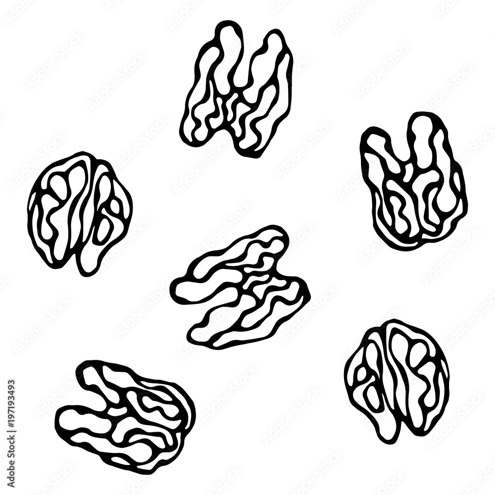 Fototapeta premium Walnut Kernel. Healthy Snack. Fresh Farm Market Harvest Product. Vegetarian Food. Realistic Hand Drawn Illustration. Savoyar Doodle Style