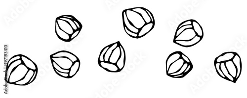 Whole Unpeeled Hazelnuts in Shell. Healthy Snack. Fresh Farm Harvest Product. Vegetarian Food. Realistic Hand Drawn Illustration. Savoyar Doodle Style.