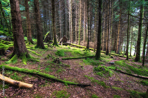The pine scottish forest