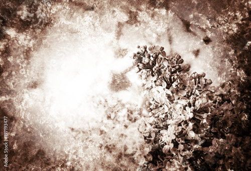Old grungy lilac flowers background. Retro aged photo with scratches. Sepia. © Elena Dijour
