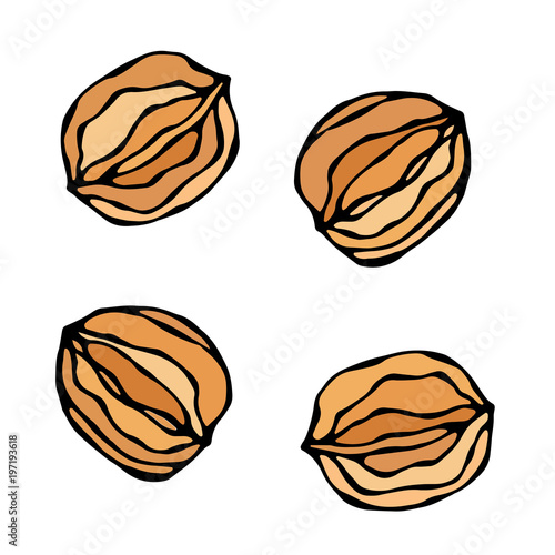 Whall Walnut in a Shall. Unpeeled Nuts. Healthy Snack. Fresh Farm Market Harvest Product. Vegetarian Food. Realistic Hand Drawn Illustration. Savoyar Doodle Style.