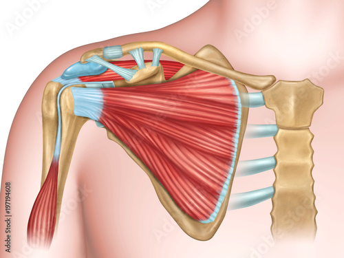 Shoulder bones and muscles photo