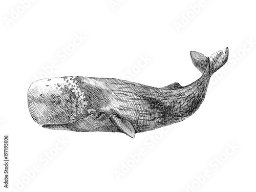 Graphical hand painted whale isolated on white background. Vector illustration. Sperm whale and humpback whale