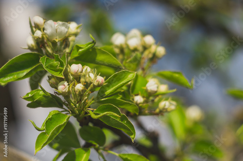 Blooming garden pear tree, closeup