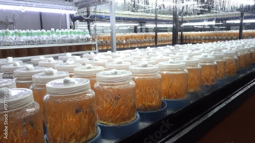 Fresh Cordyceps militaris in Glass bottles.lab room
