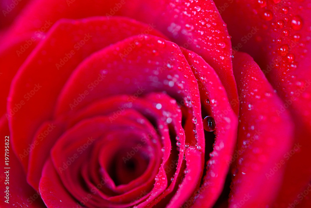 Beautiful delicate red rose flower petal with dew rain drops macro view. Passion concept. Beautiful delicate red rose flower petal with dew rain drops macro view. Passion concept.
