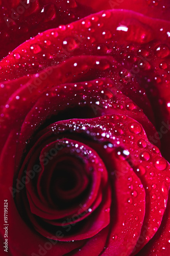 Beautiful delicate red rose flower petal with dew rain drops macro view. Passion concept.