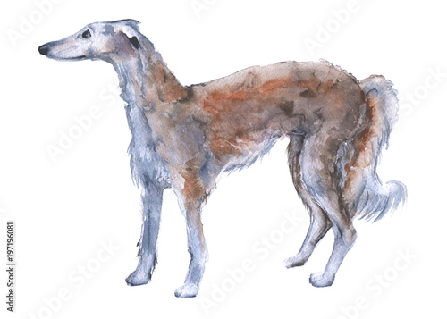 One dog Russian Greyhound. Isolated on white background.