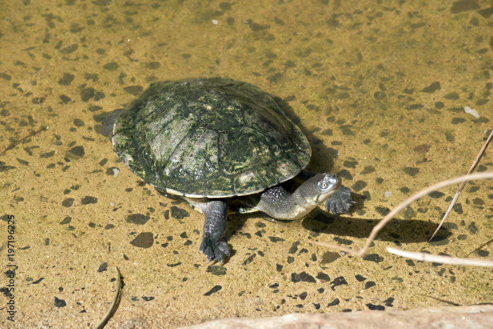Obraz premium long necked turtles