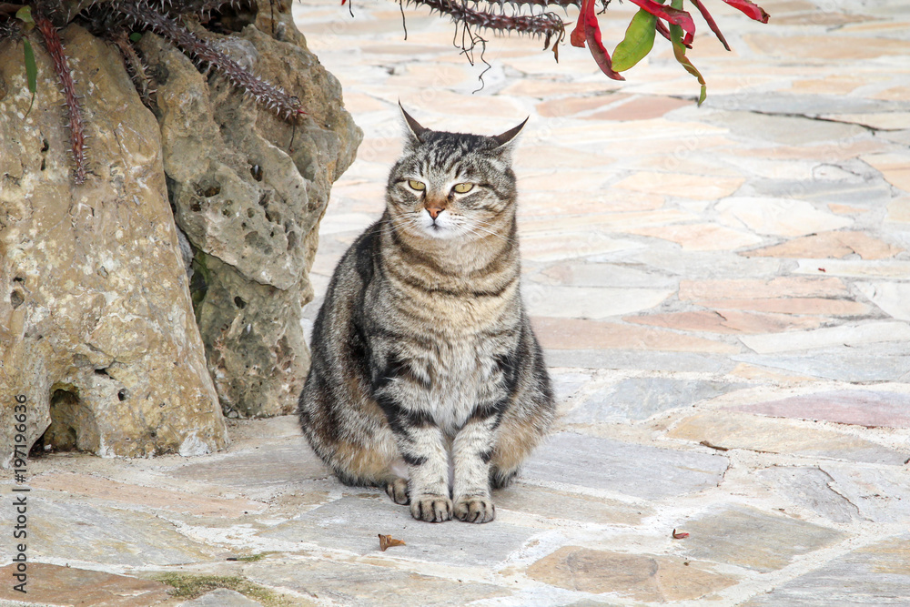 Obraz premium Portrait einer Katze