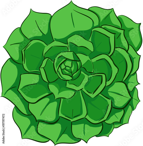 Vector green echeveria plant top view