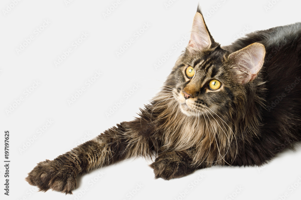at forstå krise indsprøjte Maine Coon Cat with Huge polydactyl paws Lying on Isilated white Background  Stock-foto | Adobe Stock