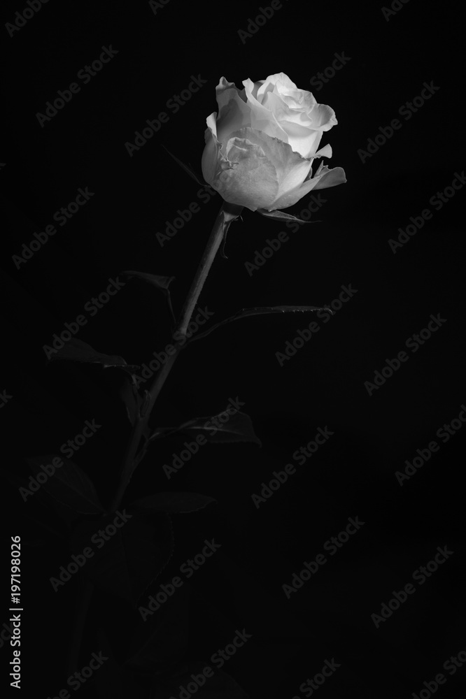 Naklejka premium Czarno-białe zdjęcie białej róży