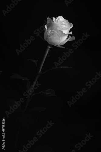 Fotografia Black and white photo of a white rose