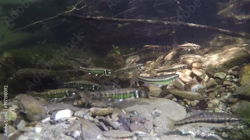 Underwater video of spawning minnows Phoxinus phoxinus. Nice freshwater fish in the nature habitat. Live in the rive. Underwater mountain creek. Group of Common minow preparing for spawning. Underwate