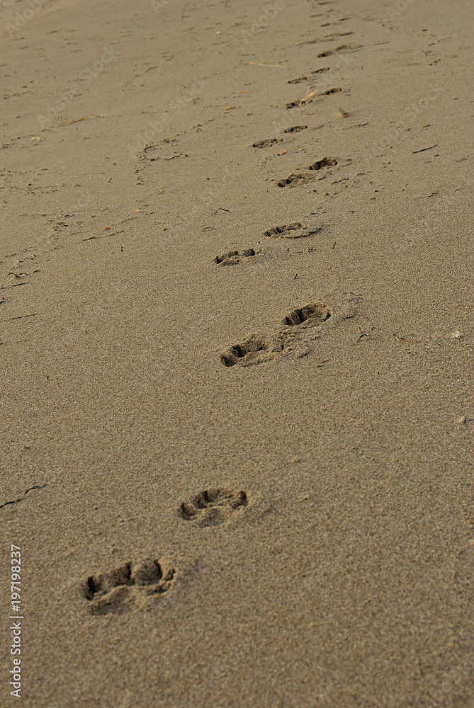 summer sea, dog footprints on the beach early in the morning, vertical summer sea, dog footprints on the beach early in the morning, vertical
