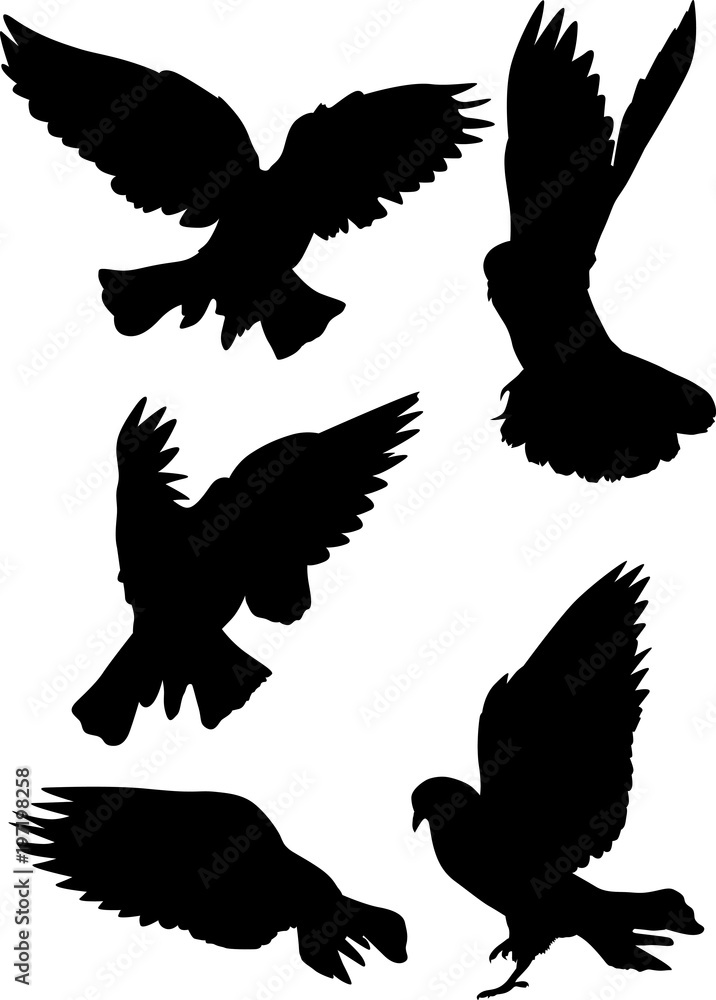 Obraz premium black pigeon isolated five flying silhouettes