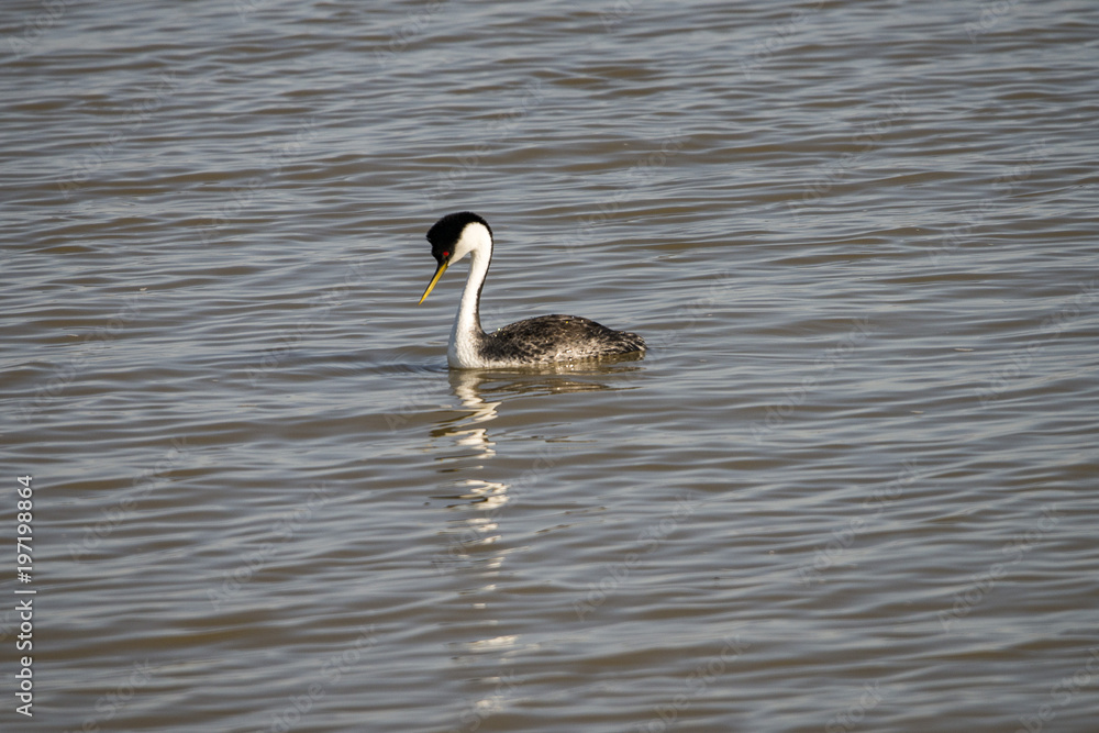 Western Grebe