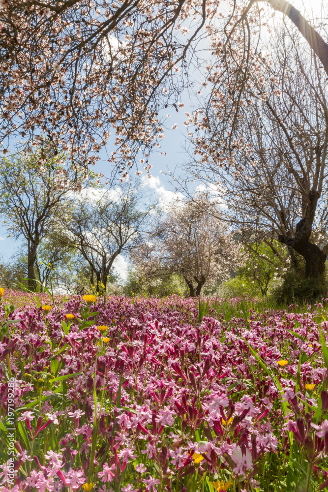 Blossoming almond trees and purple flowers in a field during early spring in Cyprus Blossoming almond trees and purple flowers in a field during early spring in Cyprus