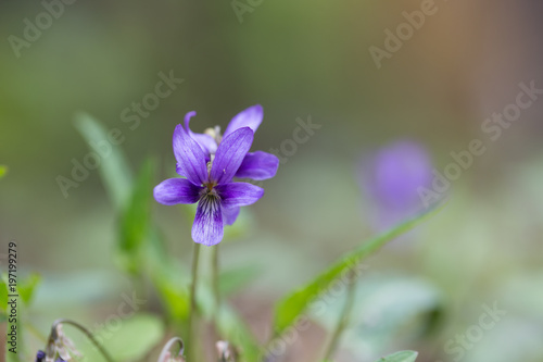 Wild violet flowers