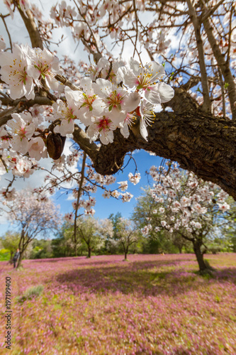 lmond tree flowers on a branch shot in early spring in Cyprus photo