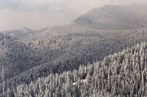Forest in winter season in Romanian © Sebastian Studio