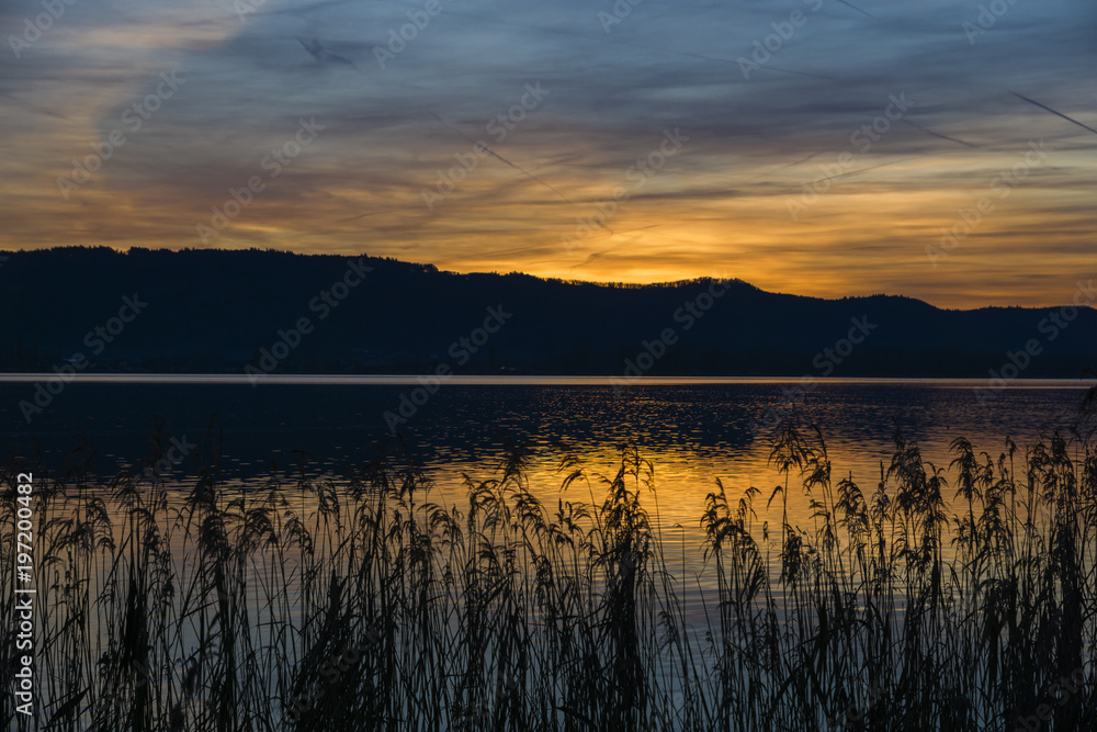 Fototapeta premium Schilf im Sonnenuntergang Frühling am Bodensee