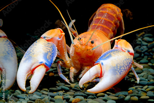 crayfish in the aquarium
