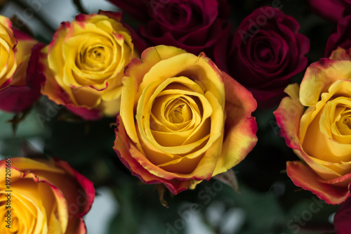 yellow and red bunch of roses